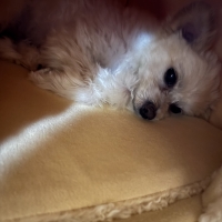 ★抗菌防臭ふんわりかまくらベッド