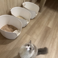 ラプレ　壁高ネコトイレ