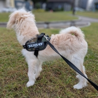 ユリウスＫ９　ＩＤＣパワーハーネス