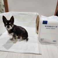 ペピイマジカルシーツ（中厚型ペットシーツ）