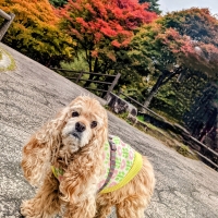 【PEPPY　LIFE】着せるのらくちんウェア（背中開き）