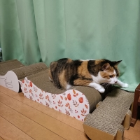 ごろん猫の爪とぎ　ナチュラル　季節限定柄