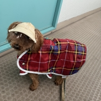 2025年モデル【PEPPY　LIFE】らくちんレインコート