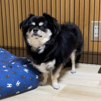 Ｓｉｐｐｏｌｅ　わんみぃ　Ｌ８０２０（オーラルケア）