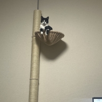 おうちで木登りキャットタワー (高さ235～255cm　突っ張り型　スリム)