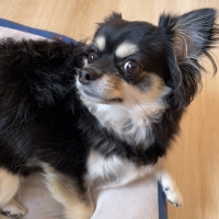 Ｓｉｐｐｏｌｅ　わんみぃ　Ｌ８０２０（オーラルケア）