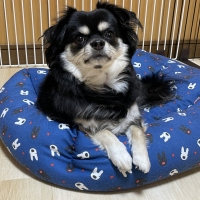 Ｓｉｐｐｏｌｅ　わんみぃ　Ｌ８０２０（オーラルケア）