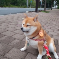 特選吉岡フード　シニア　ライト　ポーク　（小粒、中粒）