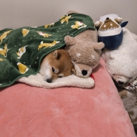 特選吉岡フード　シニア　ライト　フィッシュ　（小粒、中粒）