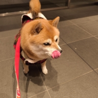 特選吉岡フード　シニア　ライト　ミックス　（小粒、中粒）（高齢犬用）