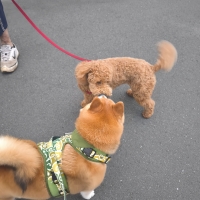 特選吉岡フード　シニア　ライト　中粒