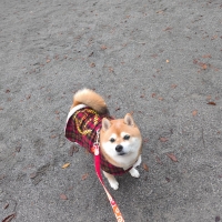 特選吉岡フード　シニア　ライト　フィッシュ　（小粒、中粒）