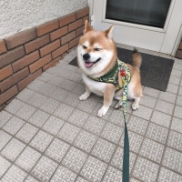 特選吉岡フード　シニア　ライト　ポーク　（小粒、中粒）