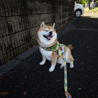 ポチタマのぷにゅぷにゅ肉球クリーム（ペット用ケア用品）
