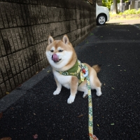 ぷちしば卓上カレンダー２０２６　月めくり