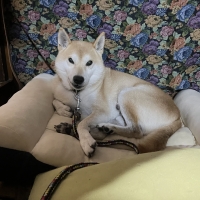 Ｓｉｐｐｏｌｅ　カーブベッド