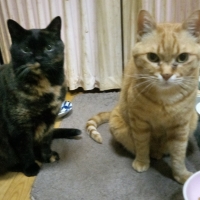 マジカルサンド （紙猫砂）