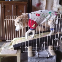 らくらく登れるドッグスロープ