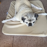 エクスジェルマット (犬 床ずれ予防)