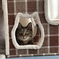 ショコラステップの爪とぎ