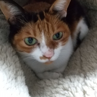 ナノウエルオーラルケア（愛猫用）