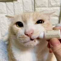 ナノウエルオーラルケア（愛猫用）