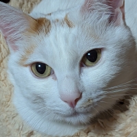 バイオワン　ねこさぷり 