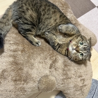 もちふわアニマルベッド