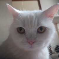 猫用グリニーズ (正規品)（猫用おやつ）