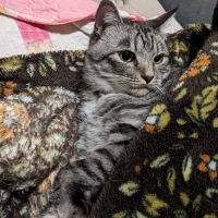 猫用グリニーズお得セット５種セット