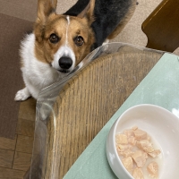 With You コトコト煮込んだ犬用ヤギミルクスープ