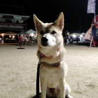 ホリスティックフードケア　ドライ 氣（き）