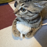 オーガニックコットン　キャット