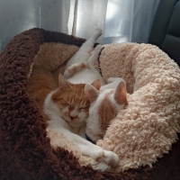 抗菌防臭ふんわりカドルベッド