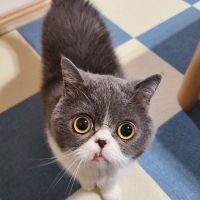 ラプレ　壁高ネコトイレ