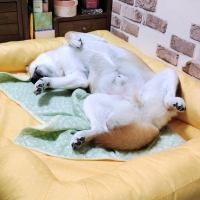 ★洗える  あごのせソファベッド