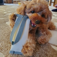 消防ホースのパキパキおもちゃ