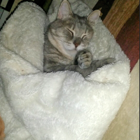 猫用グリニーズ 毛玉ケアスナック