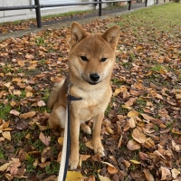 ＳＩＺＵＫＡ 北海道産サーモンシリーズ（犬用おやつ）