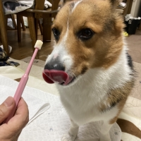 ボーダン◆歯ブラシ