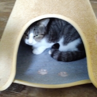 ラグタスコーン