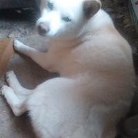 Ｓｉｐｐｏｌｅ　わんみぃ　Ｌ８０２０（オーラルケア）