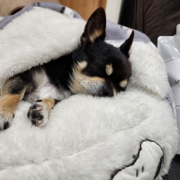 ランドリーきらら（ペット専用洗濯洗剤 犬 猫）