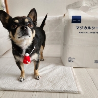 ペピイマジカルシーツ（中厚型ペットシーツ）