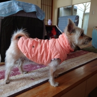 【Cinofilo（チノフィロ）】はっ水中綿キルトハイネック