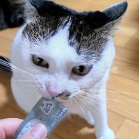 Ｓｉｐｐｏｌｅ　にゃろみ　Ｌ８０２０（オーラルケア）