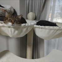 多頭用大きなダブルハンモックタワー（高さ170cm　据え置き型　多頭飼い　大型猫）