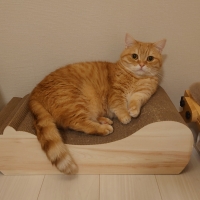 ごろん猫の爪とぎ　ナチュラル　木目調（インテリア 段ボール製)