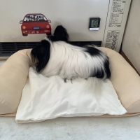 さわやかコットン　プレート用ベッド（旧：さわやかマリン）