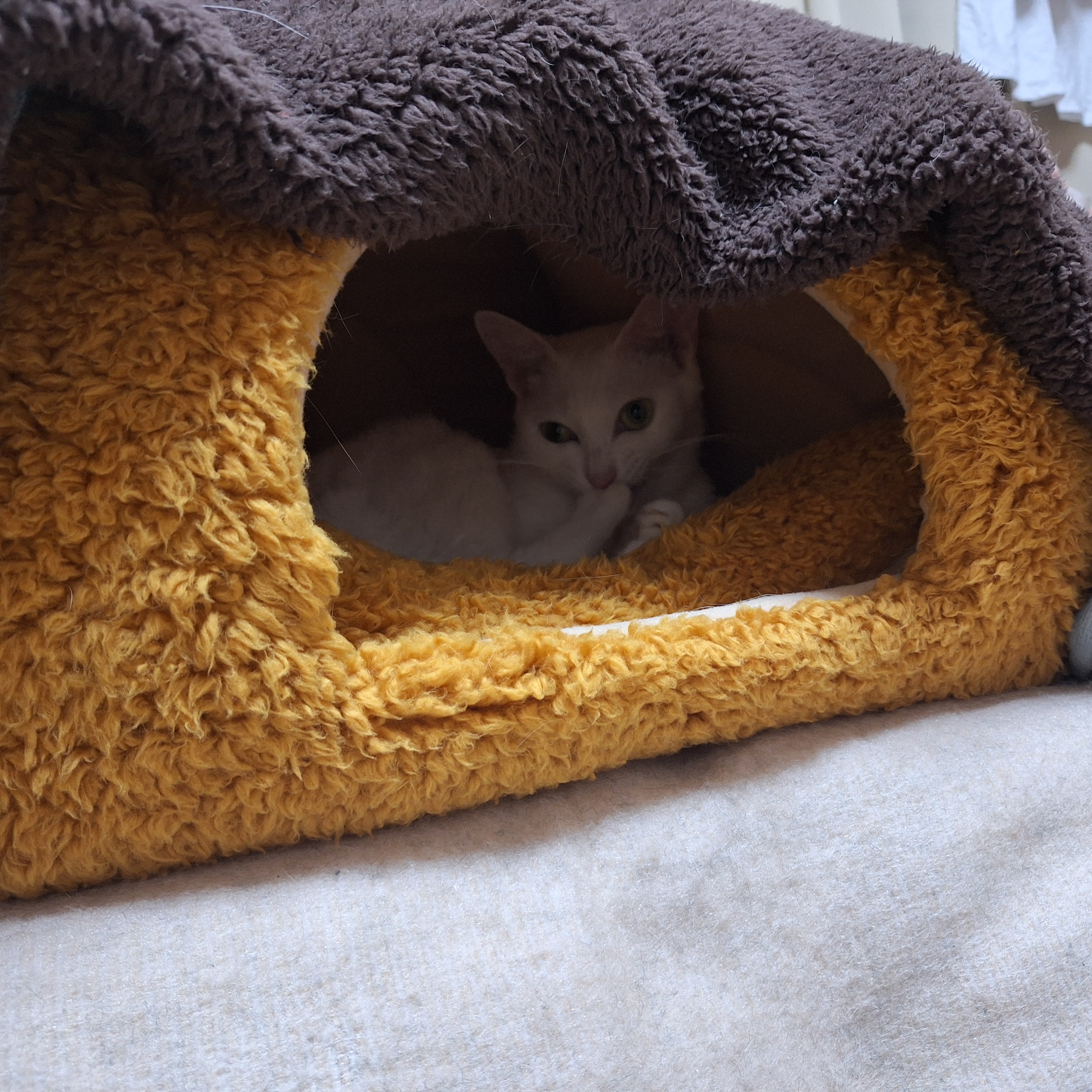 ★抗菌防臭ふんわりかまくらベッド